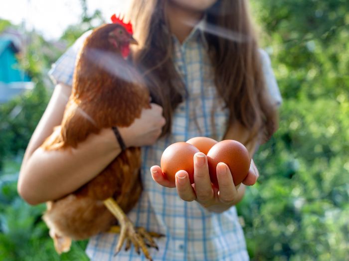 Woman with brown hair holding a red chicken and 4 brown eggs.