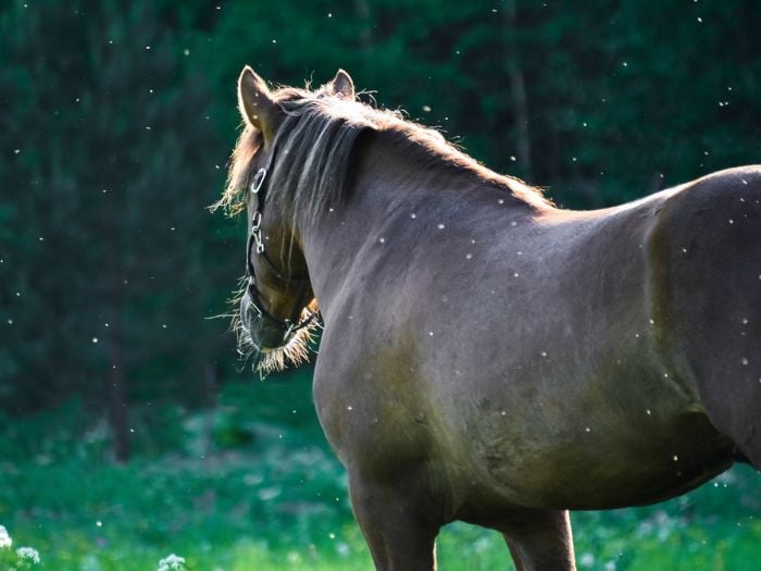 A horse standing in a pasture surrounded by bugs and mosquitos.