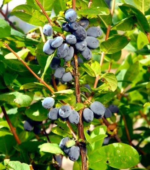 Blue Hokkaido Honeyberry - Wilco Farm Stores