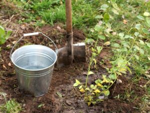 A metal bucket next to shovel stuck in the ground of a garden getting ready for planting.