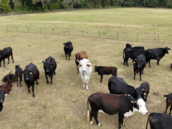 A herd of black, white, and brown cows standing in a fieild surrounded by wire fencing.