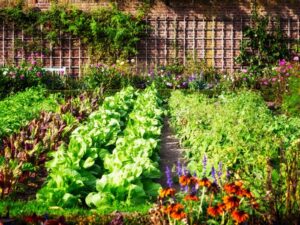A backyard garden planting using a companion planting guide by Wilco Farm Store.
