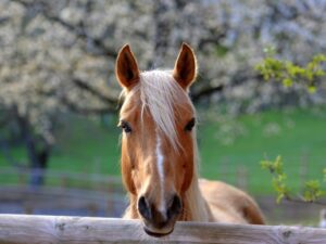 A horse standing next to a fence in the spring.