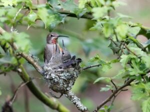 A female hummingbird sitting in her nest with hungry chicks in the spring.