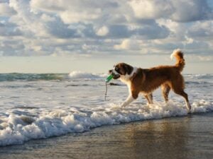 A dog running on the beach caring her best dog water toy.