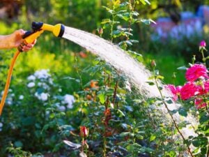 A woman watering her flowers using a sprayer to save water.