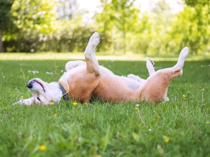 A dog rolling in the grass in the summer.