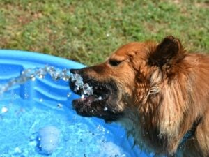 A dog enjoying summer fun in a wading pool from Wilco Farm Store.