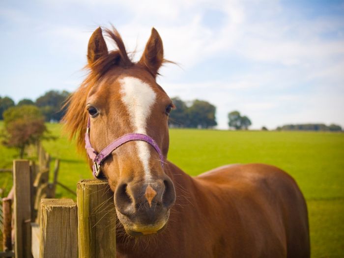 A horse leaning it's face against a wooden fence.