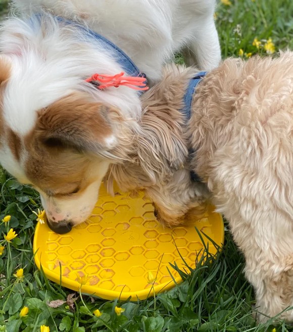 Project Hive, Yellow Unscented Dog Disc & Lick Mat Wilco Farm Stores