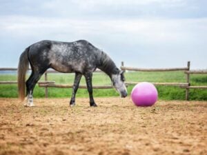 A horse checking out a pink ball toy from Wilco Farm Store.