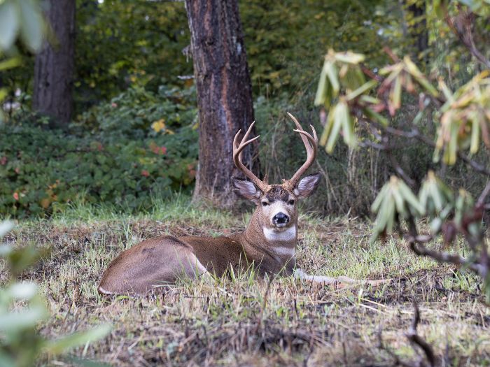 A male deer laying in a meadow after eating deer supplements.