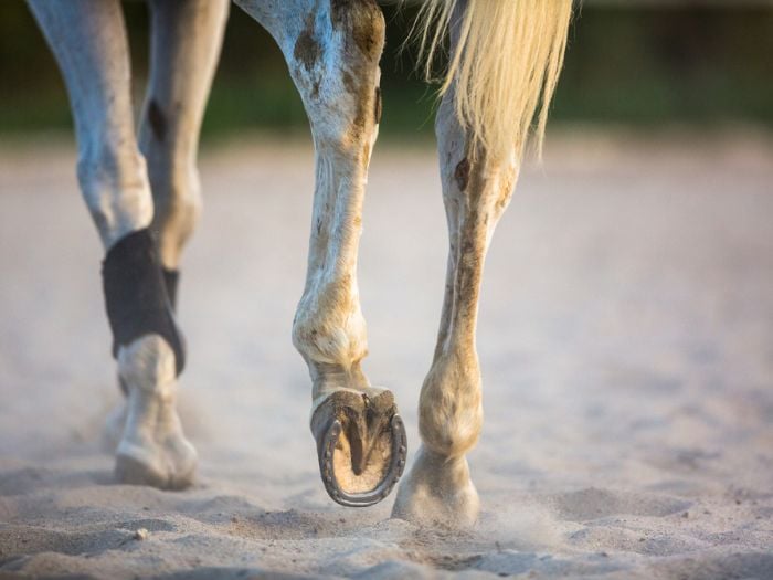 A white horse trotting through sand.