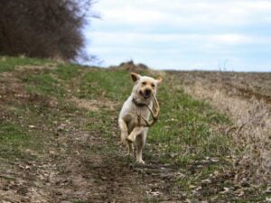 A dog running through grass caring a deer antler.