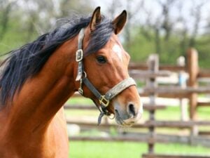 A brown horse wearing a well-fitted halter from Wilco Farm Store.