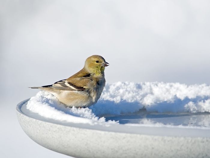 A yellow songbird sitting on a birdbath covered in snow during an Oregon winter.