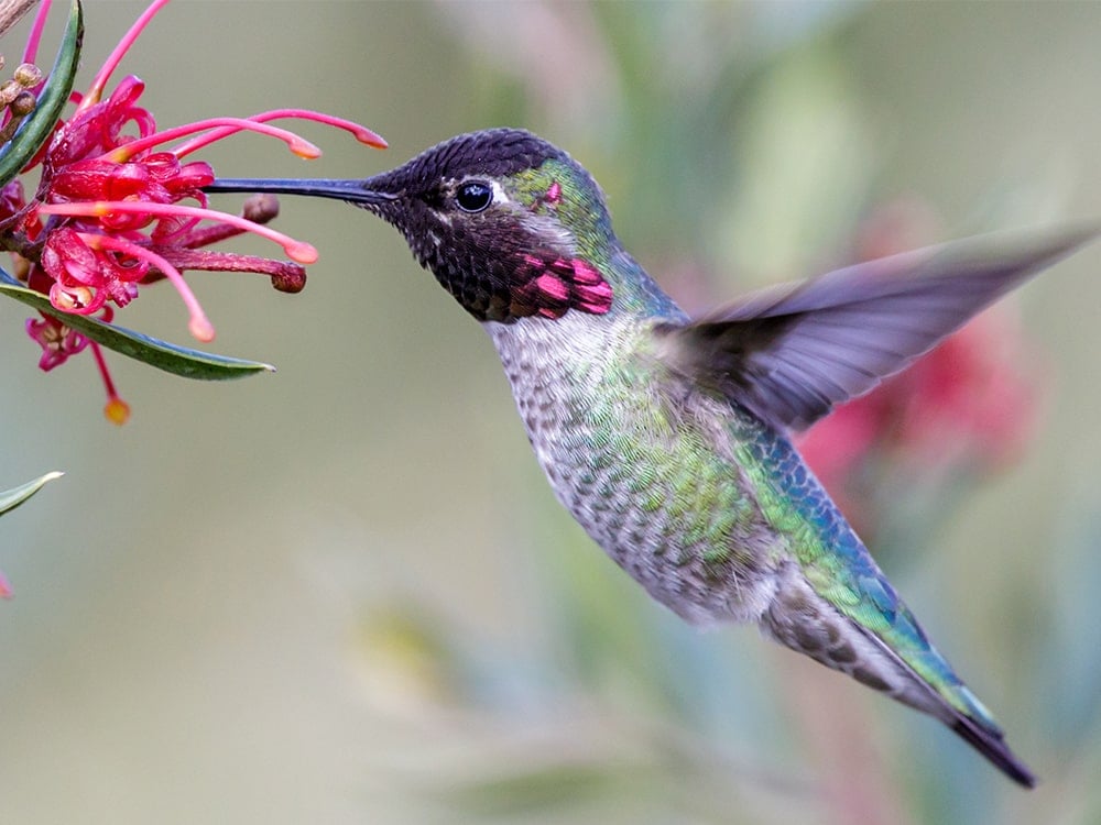 How to Grow a Hummingbird Sanctuary Blog