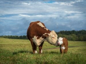 A miniature cow with her calf in a field.