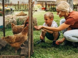 A mom and her son feeding their hens at the chicken coop.