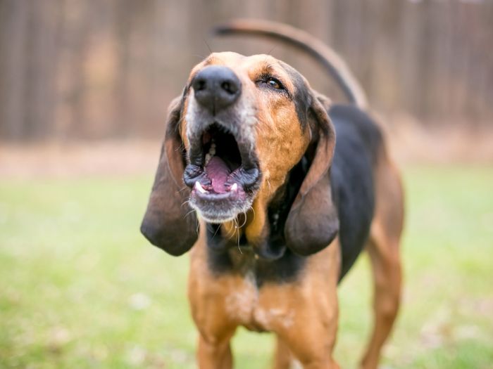 A hound dog barking in the backyard.