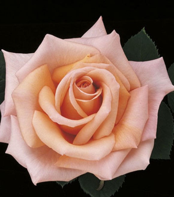 Weeks Roses, Sunset Celebration Hybrid Tea Dormant Potted Rose - Wilco ...