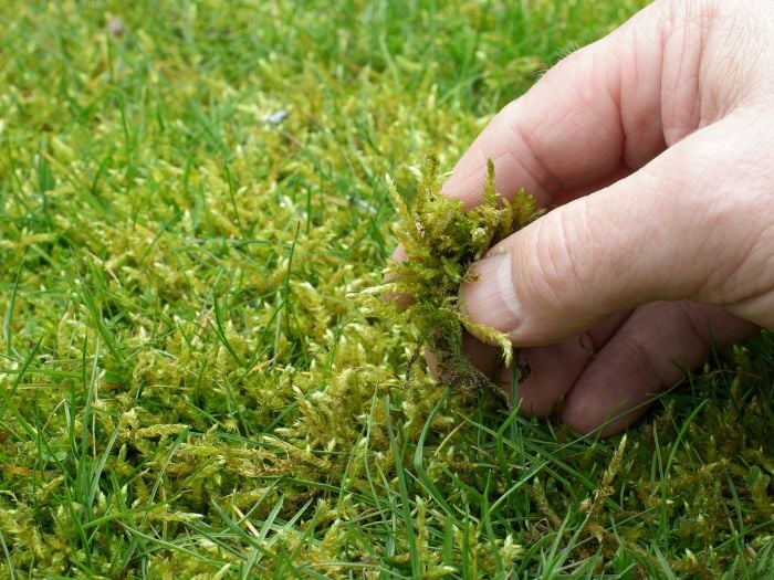 A person pulling moss out of their spring lawn.