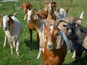 A herd of friendly goats in a field, perfect for beginners.