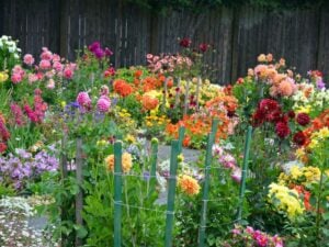 A garden blooming with spring-planted blubs.