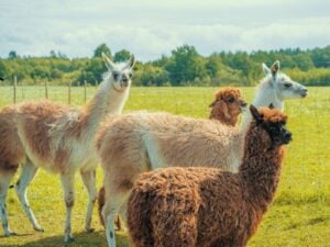 A group of llamas and alpacas in a field.