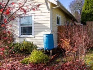 A blue rainwater barrel under a gutter downspout to collect rainwater.