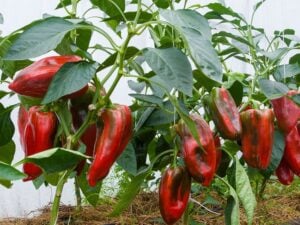 Best Way To Plant Peppers Blog