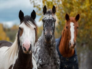 A trio of different colored horses looking forward, standing in a field.