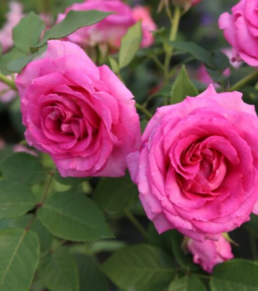 3gal Potted Rose Plant, Twilight Zone - Wilco Farm Stores