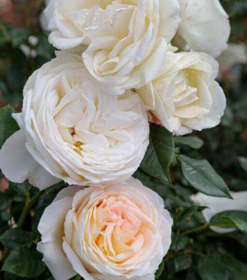 【在庫僅少】 3gal Potted Rose Plant, Twilight Zone - Wilco Farm Stores K-POP・アジア