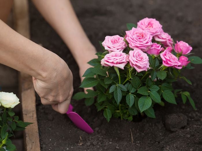 A woman planting pink roses in late spring.