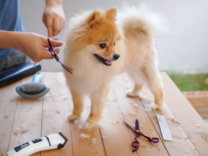 A small dog at the groomers getting ready for the summer heat.