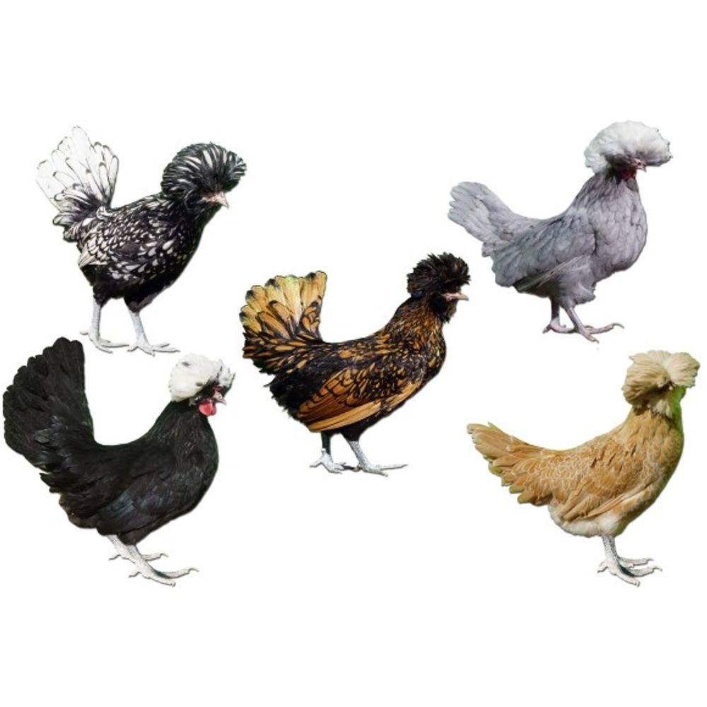 Assorted Polish Crested