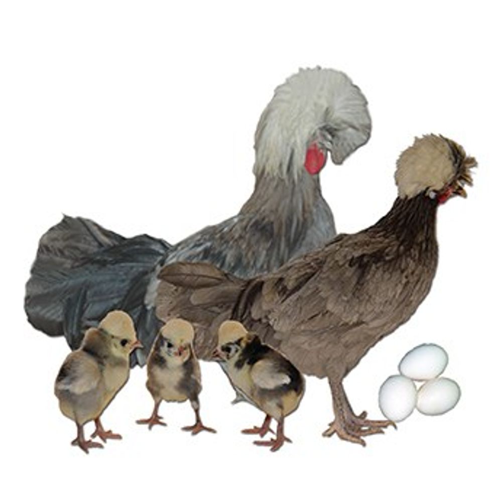 Assorted Polish Crested