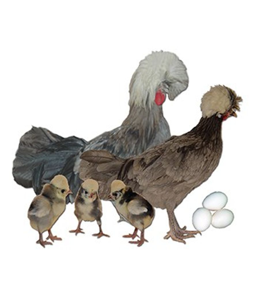 Assorted Polish Crested