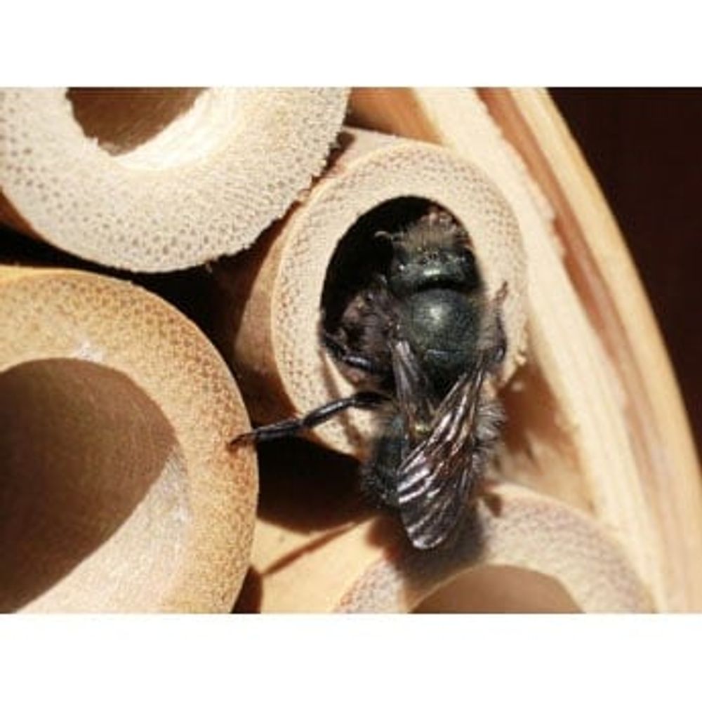 Blue Orchard Mason Bees, 10 pk.
