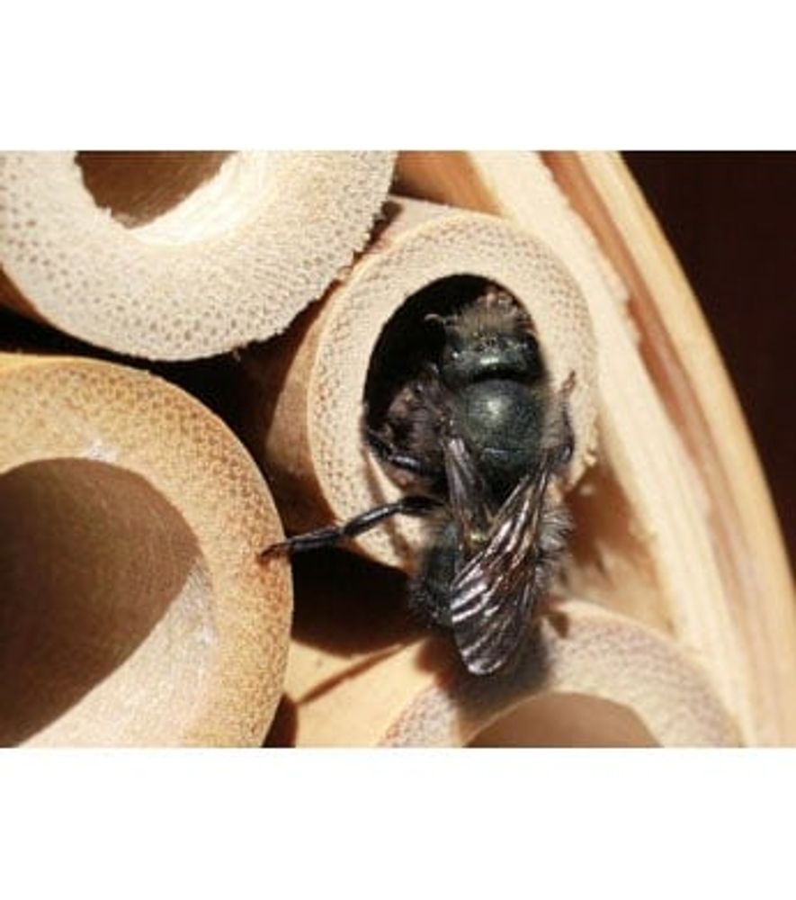 Blue Orchard Mason Bees, 10 pk.