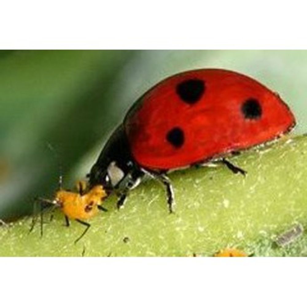 Ladybugs Packet, 500