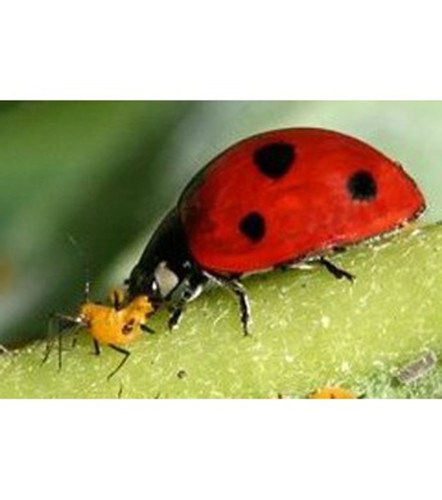 Ladybugs Packet, 500