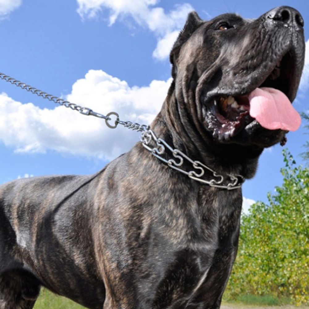 Titan, Dog Prong Training Collar with One-Handed Quick Release Snap