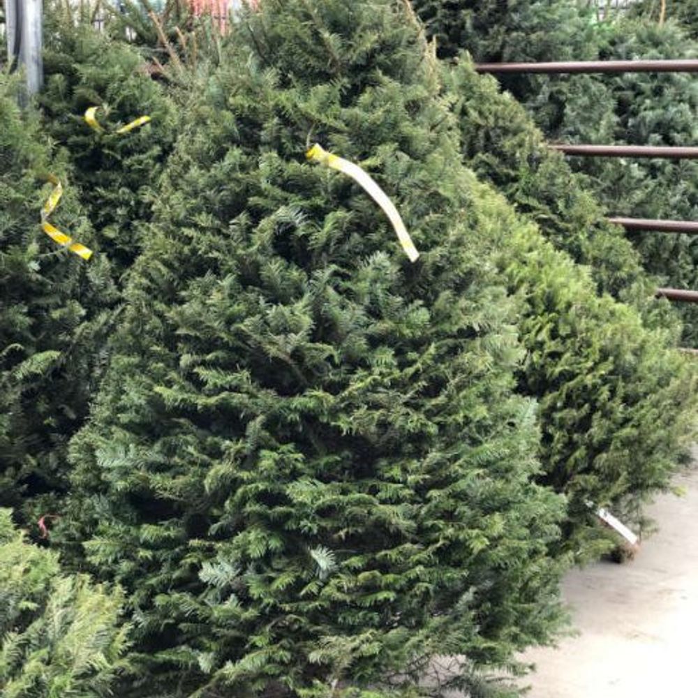 Northwest Premium Fresh Cut Douglas Fir Christmas Tree