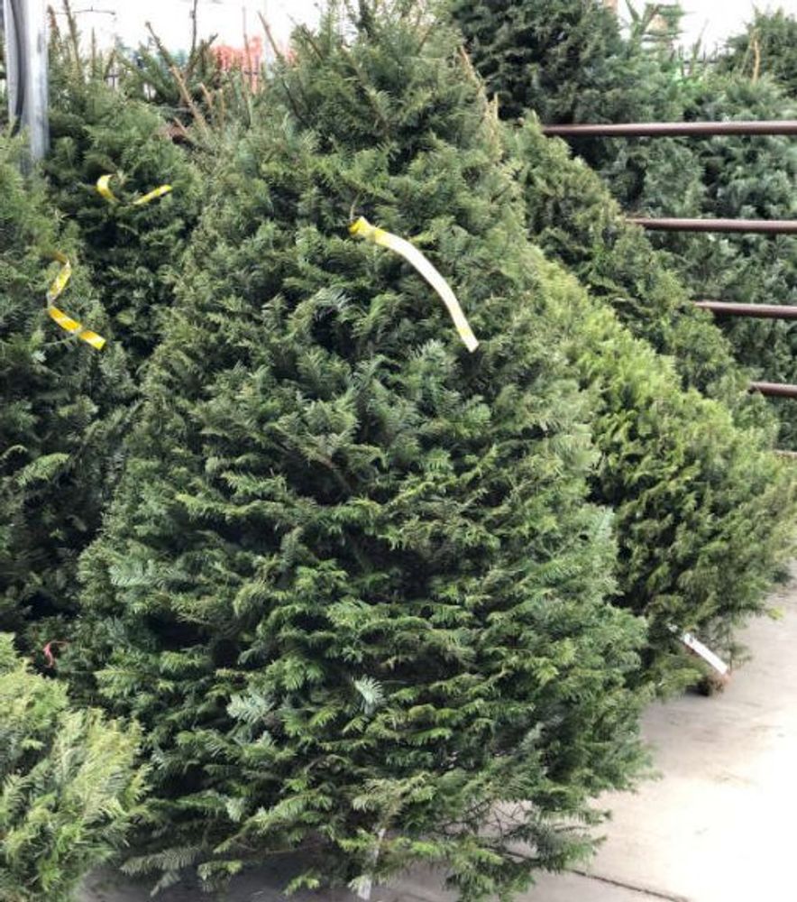 Northwest Premium Fresh Cut Douglas Fir Christmas Tree