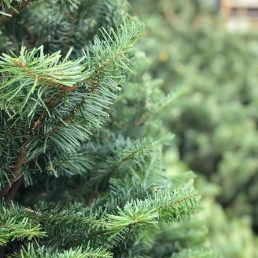 Premium Fresh Cut Nordmann Fir Christmas Tree