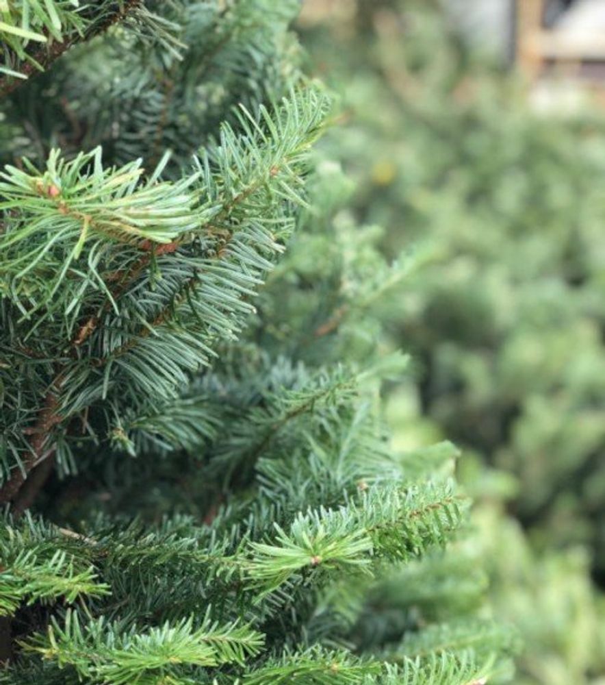 Premium Fresh Cut Nordmann Fir Christmas Tree
