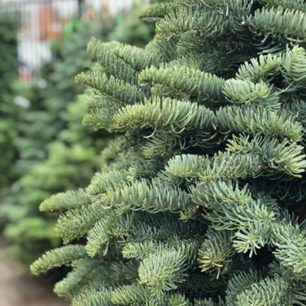 Northwest Premium Fresh Cut Noble Fir Christmas Tree