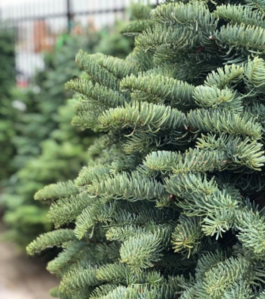 Northwest Premium Fresh Cut Noble Fir Christmas Tree